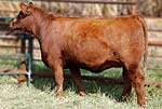 2012 Cow Girls Sale Entry
