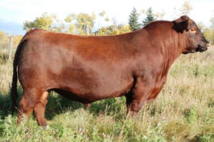 Red SSS Contender 121B :: Red Angus Herd Bull :: click to enlarge.