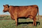 Red Angus embryo donor :: Red SSS Dylan's Valentine 103C
