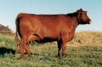 Red Angus donor cow :: Red SSS Emuly 163C