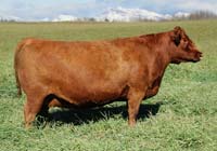 730F :: Red Angus Donor Cow :: click to enlarge.