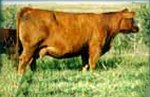 Red Angus donor cow :: Red SSS Gold Edge 597Z