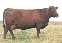 730F :: Red Angus Donor Cow :: click to enlarge.
