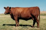 Red Angus Donor Cow :: Red Towaw Mabel 901B
