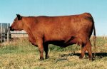 Red Angus donor female :: Red Fay V311C