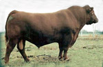 Red Angus reference sire :: SSS Boom Town 260D :: click to enlarge.
