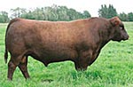 Red Angus reference sire :: Red Crowfoot Ole's Oscar 2042M :: click to enlarge.