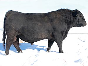 SSS Twitch 37U :: Angus Herd Bull :: click to enlarge.