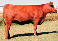 Red SSS Duchess 318S :: Bred heifer for sale at Red Roundup 2007