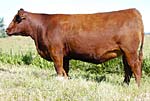 2011 Red Roundup Sale Entry