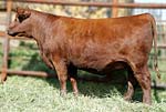 2012 Cow Girls Sale Entry