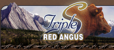 Triple S Red Angus
